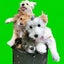 画像 中型・雑種犬 ぐぐ爺ちゃんとお空組さんのユーザープロフィール画像