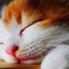 まだらネコのサムネイル