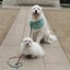 画像 犬たちとの北軽井沢　LIFEのユーザープロフィール画像
