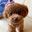 画像 Macaronnage〜duo〜愛犬トイプーとほのぼの暮らし・スイーツ・ときどき娘っこのユーザープロフィール画像