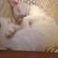 charlesnekoのサムネイル