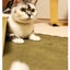 mohugurinnのサムネイル