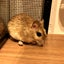 トロままのサムネイル