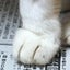 nekojinのサムネイル