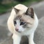 シーサー花のサムネイル