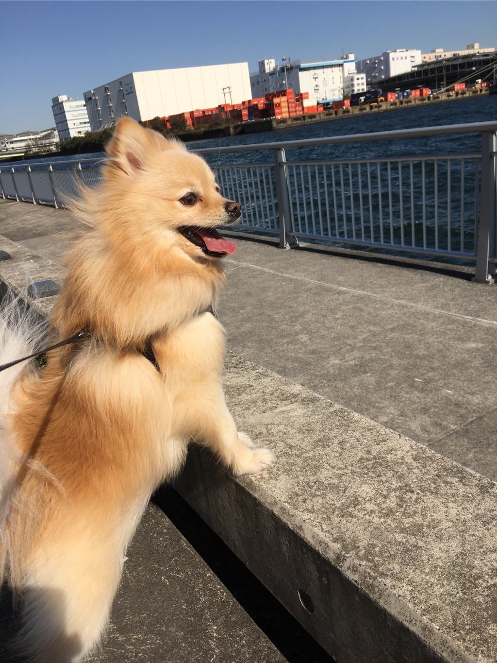 八十川真由野さんと 落合るみ 落合るみのブログ