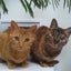 画像 「 猫のち猫 」仲良し姉妹猫すずとむぎのブログですのユーザープロフィール画像