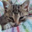 鈴々のサムネイル