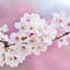 白桜のサムネイル