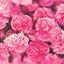 画像 1日３滴の薔薇で、ノーファンデーションでも周りを魅了する魅惑の肌ファスティングのユーザープロフィール画像