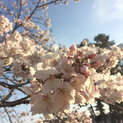 さくらのプロフィール