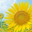 画像 愛と癒しで元気と幸せに♡太陽とひまわりが大好きな｢あすみ｣のブログ！！のユーザープロフィール画像