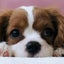 画像 日本一わかりやすい動物看護の勉強のユーザープロフィール画像