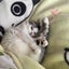 画像 アイボリーと猫の寝言のユーザープロフィール画像