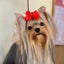 画像 ヨークシャーテリア専門犬舎～プリンセス マジック～のユーザープロフィール画像