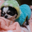 banichobicocoのサムネイル