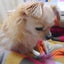 SAYOちゃんのサムネイル