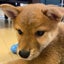 柴犬 たわしのサムネイル