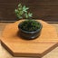 画像 日本の盆栽・ミニ盆栽 Japanese bonsai / mini bonsaiのユーザープロフィール画像
