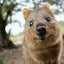 はなまるのサムネイル