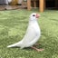 うみねこのサムネイル