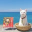 画像 猫住職の小雪さんの闘病日記 (ねこ地蔵とおる)のユーザープロフィール画像