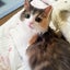 Leeのサムネイル
