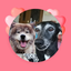 画像 イタリアングレーハウンドのバトゥと秋田犬の雪華と私のユーザープロフィール画像