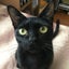 画像 黒猫すずの成長日記のユーザープロフィール画像