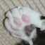 画像 ハチワレ猫は夢を見るのユーザープロフィール画像