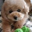 画像 お空組クッキーと保護犬パレットのユーザープロフィール画像