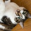 画像 猫がたくさん家にいるSEAKAのブログのユーザープロフィール画像