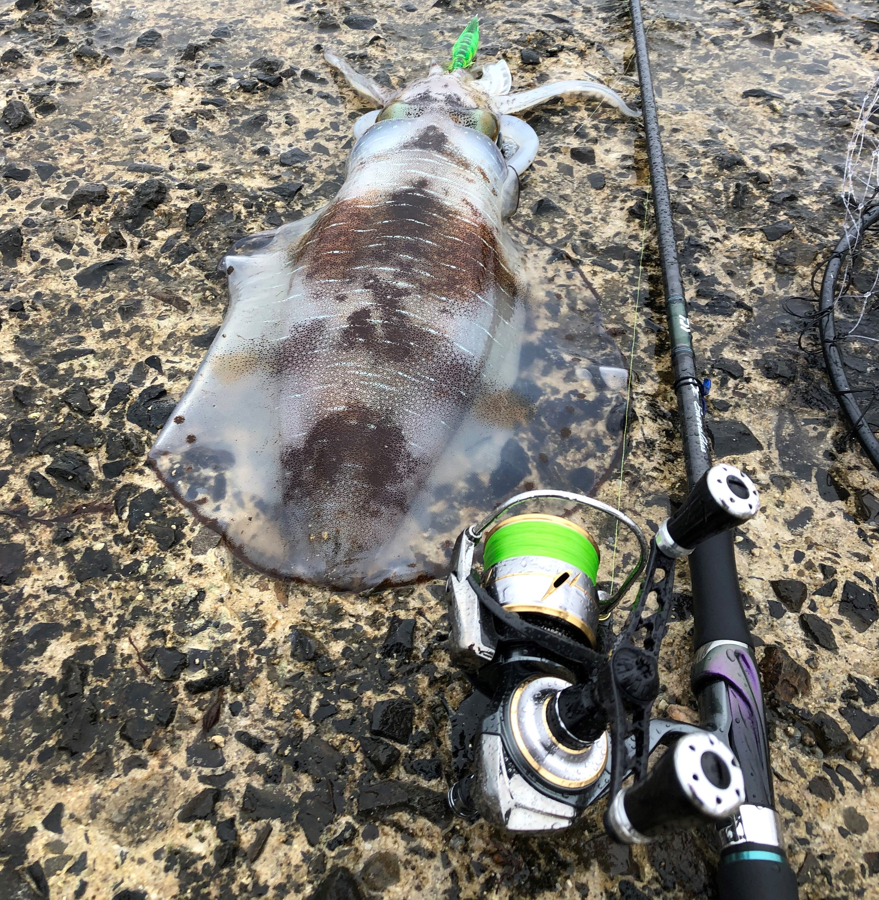 ルビアスを1年間使ってみて マツの釣りブログ