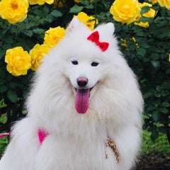 ミルママのプロフィール
