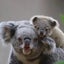 maiのお庭🌿のサムネイル