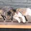 ゆっかのサムネイル