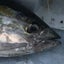 画像 東京湾・相模湾の沖釣りのススメのユーザープロフィール画像