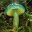 kinoko-20031209のサムネイル
