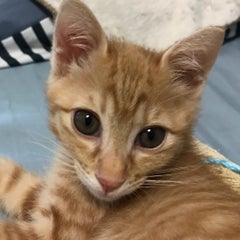 タラゴンのプロフィール