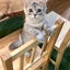 画像 里親募集型 保護猫カフェ ととの森のユーザープロフィール画像