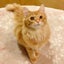 ねこのサムネイル
