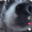 フェニックスのサムネイル