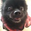画像 統合失調症の私と保護犬のポメラニアンのユーザープロフィール画像