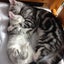 画像 猫好きのメモリーオイルセラピスト Félicienのユーザープロフィール画像