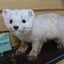 鏑木　甚三郎のサムネイル