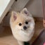miku0214miku0214-2019のサムネイル