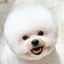 画像 ビションフリーゼとの生活ブログ☆子犬情報☆ ラジェムトウキョウケンネルのユーザープロフィール画像