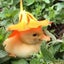 モンちゃんのサムネイル