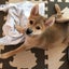 はなたんのサムネイル