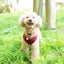 画像 元保護犬トイプードル☆あんずの日記のユーザープロフィール画像